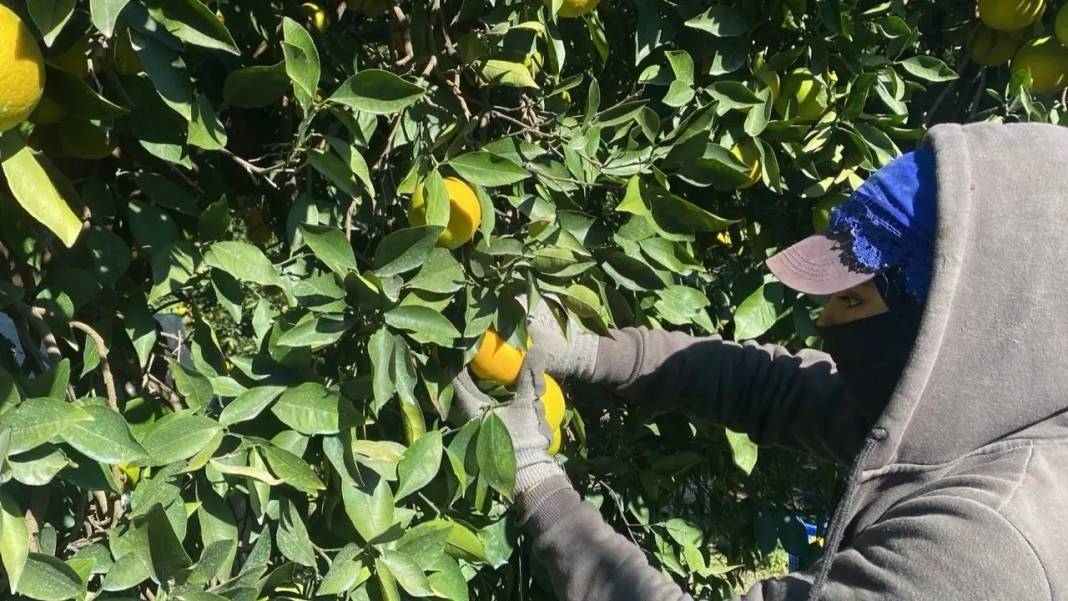 Tescilli Finike Portakalında Üreticinin Yüzü Güldü 3